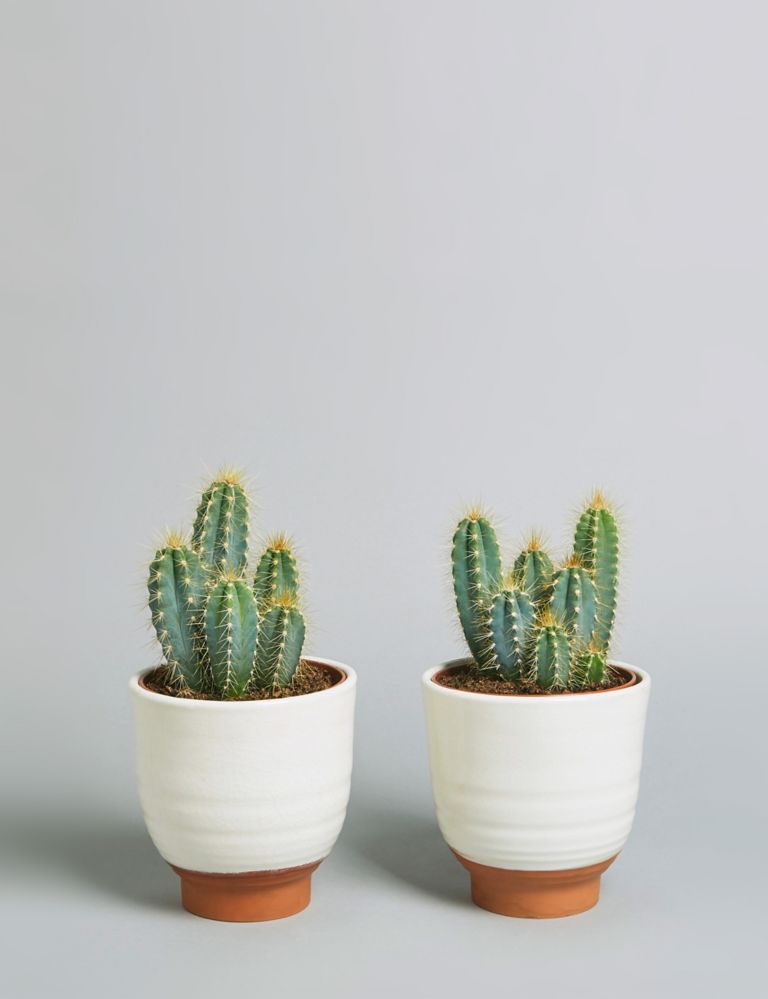 Cacti Ceramic Duo 1 of 5