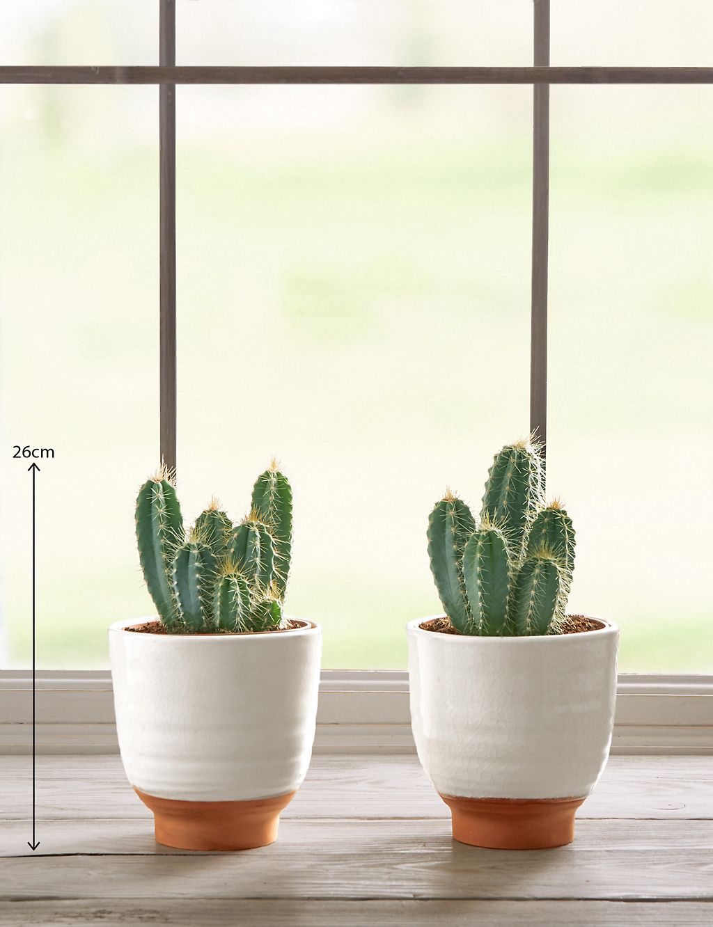 Cacti Ceramic Duo 2 of 5