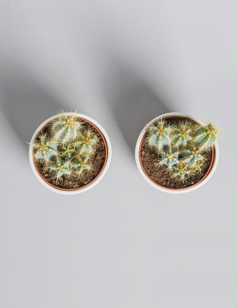 Cacti Ceramic Duo 4 of 5