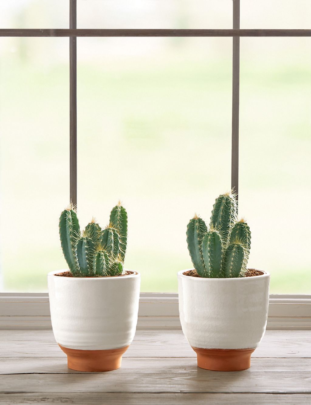 Cacti Ceramic Duo 1 of 5