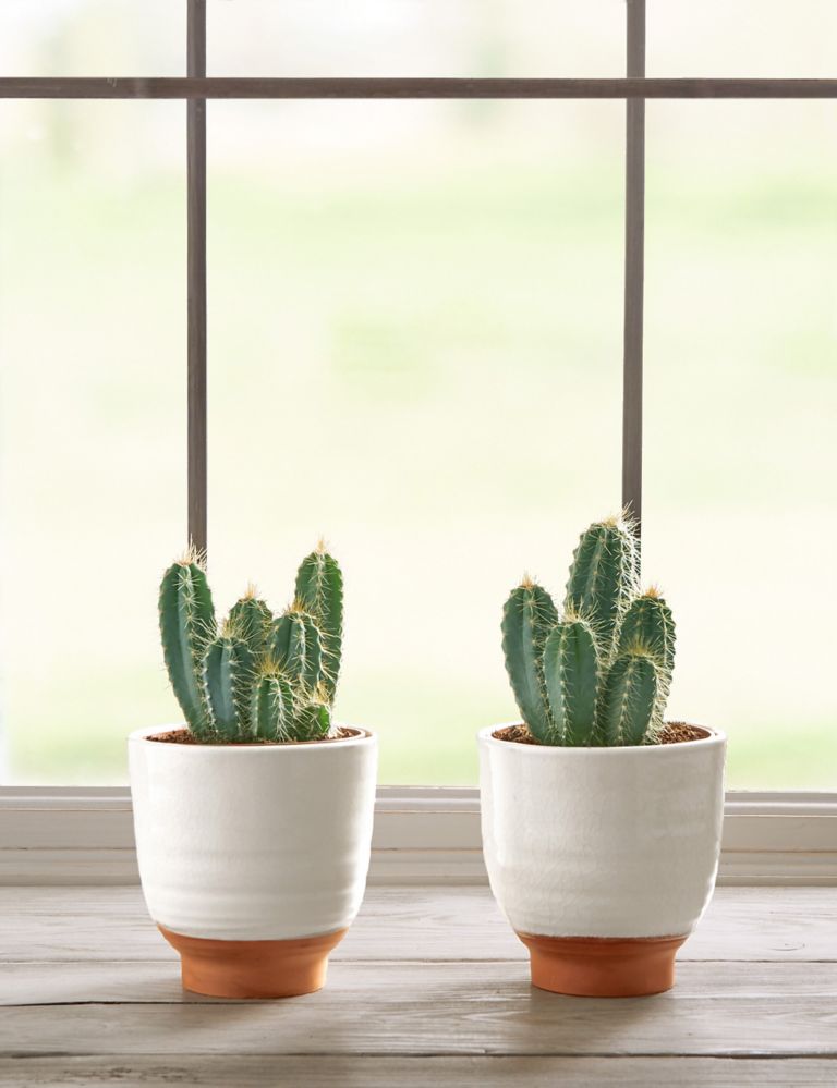 Cacti Ceramic Duo 2 of 5