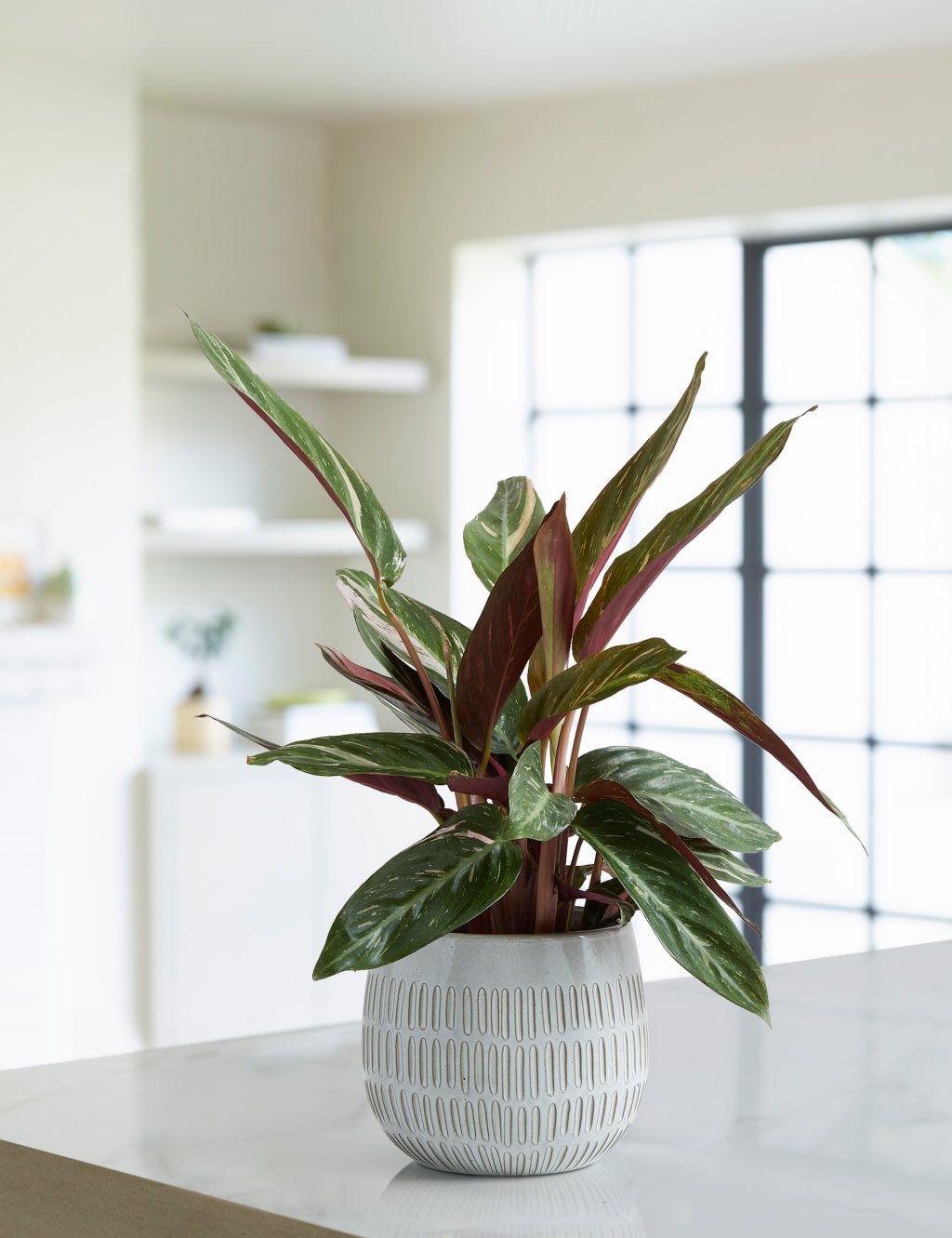 Calathea Ceramic - Magicstar | M&S