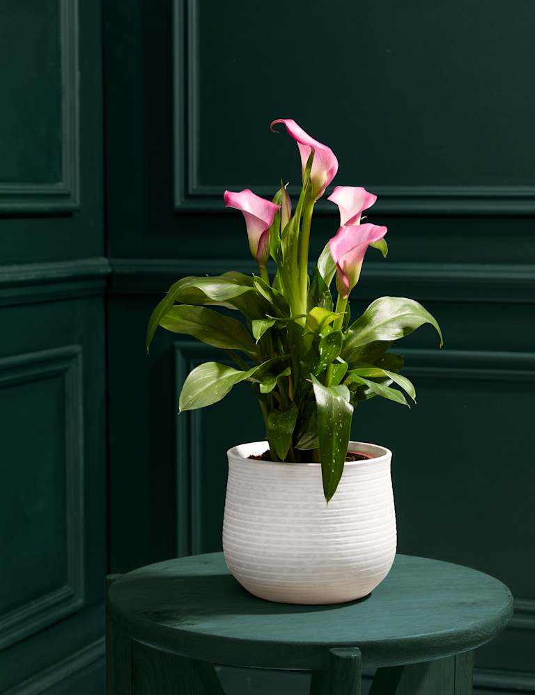 Calla Lily Ceramic - Pink 1 of 4