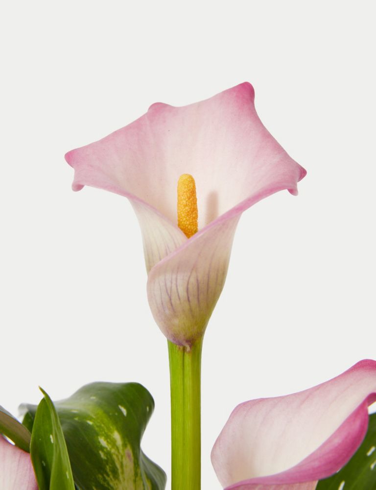 Calla Lily Ceramic - Pink 3 of 4