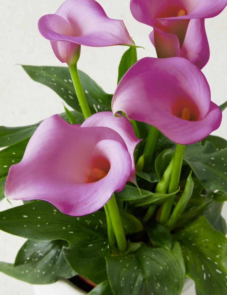 Clarks calla lily top