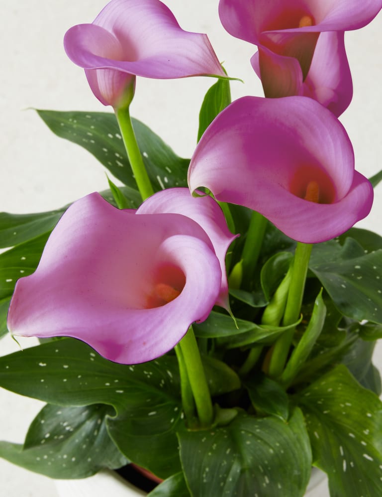 Calla Lily Ceramic - Pink 4 of 4