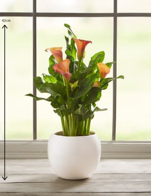 Calla Lily Plant M S