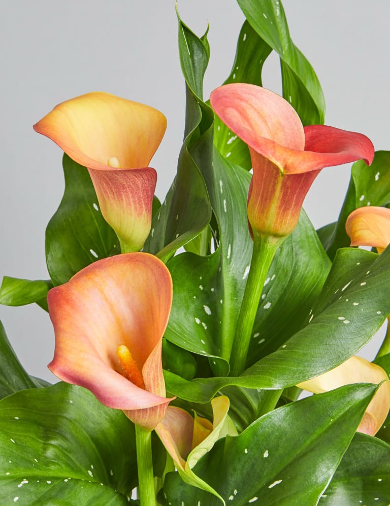 Calla Lily Plant M S