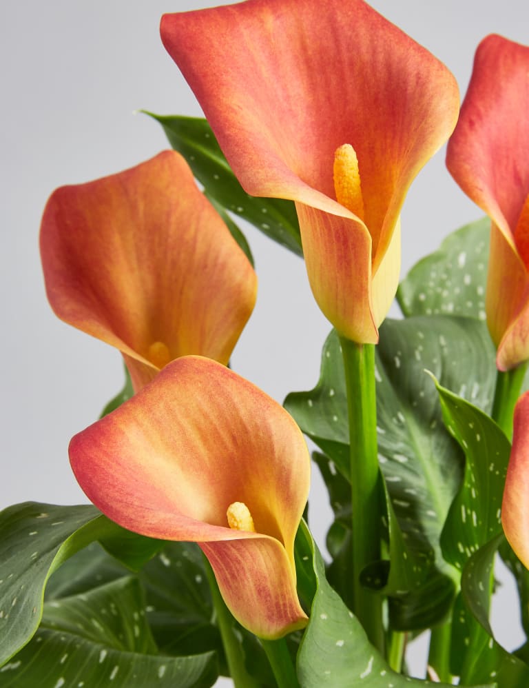 Clarks calla lily sale