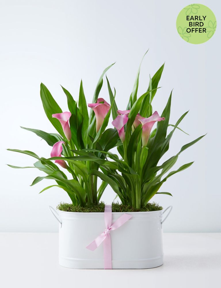 Calla Lily Trough - Early Bird Offer Ends Today 1 of 4