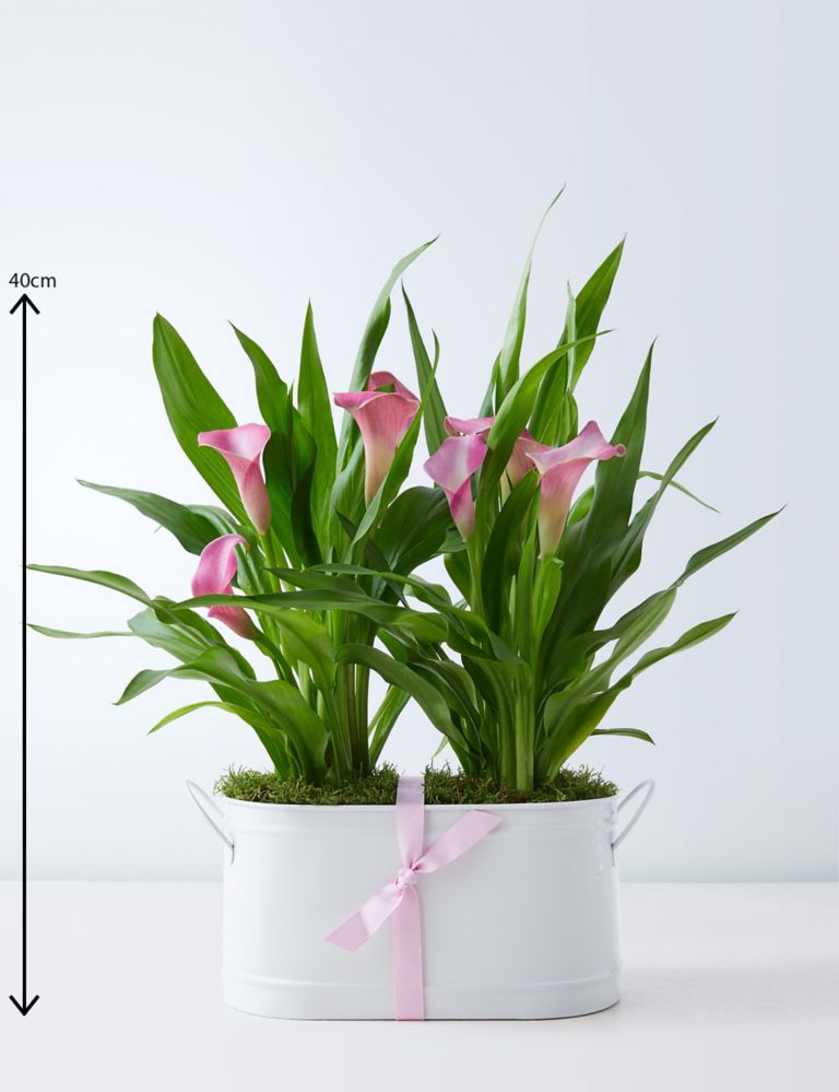 Calla Lily Trough - Early Bird Offer Ends Today 3 of 4