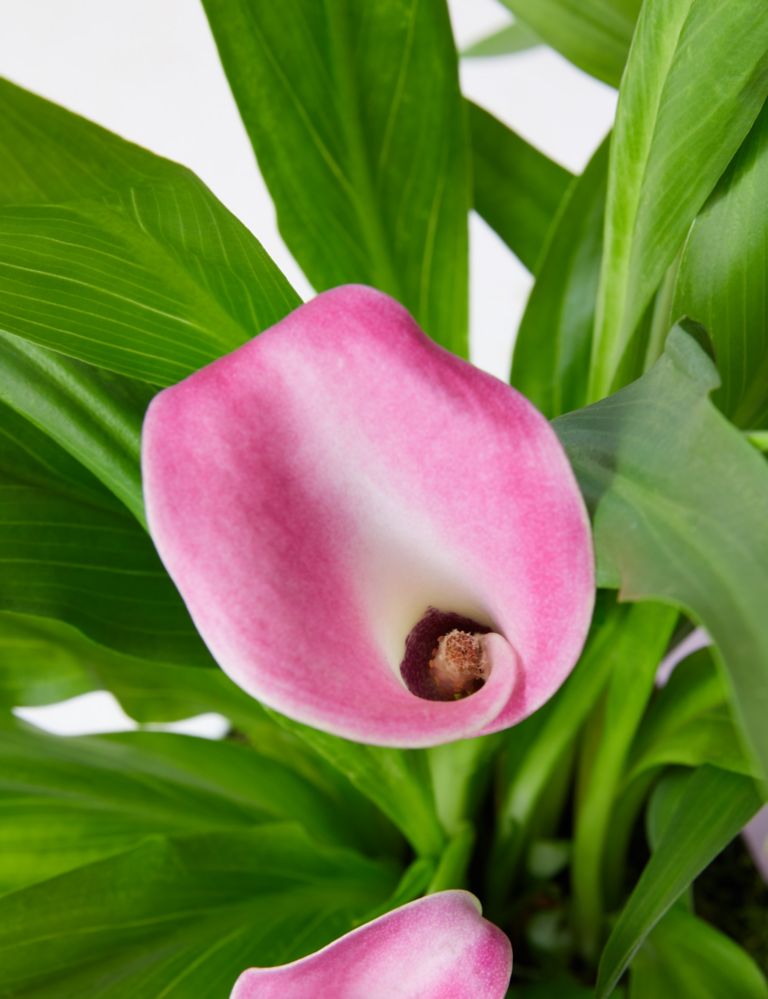 Calla Lily Trough - Early Bird Offer Ends Today 4 of 4