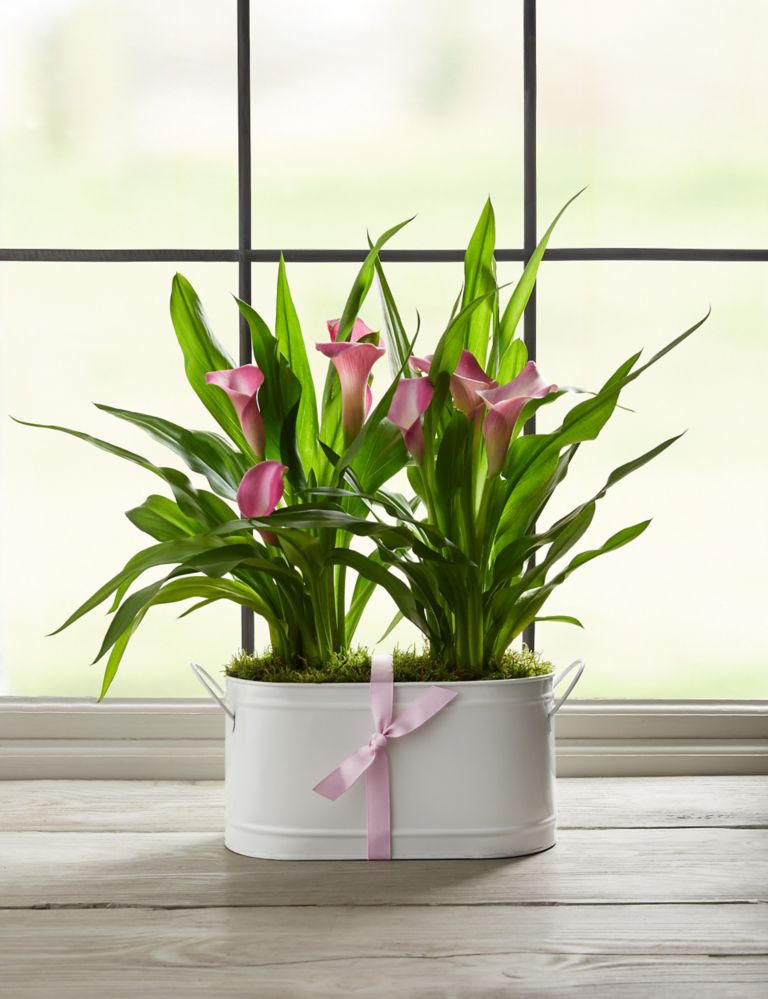 Calla Lily Trough - Early Bird Offer Ends Today 2 of 4