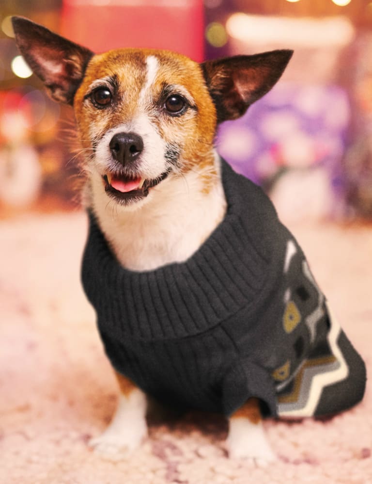 Ted baker online dog jumper