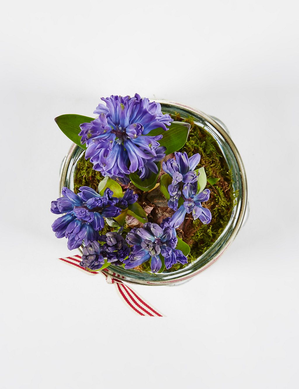 Christmas Hyacinth Glass 2 of 6