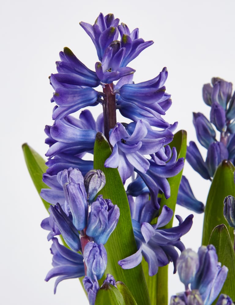 Christmas Hyacinth Glass M S