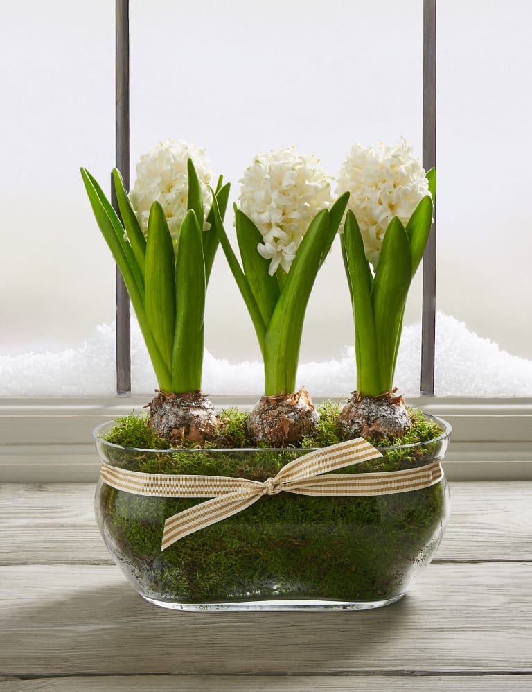 Hyacinth shoe cover deals