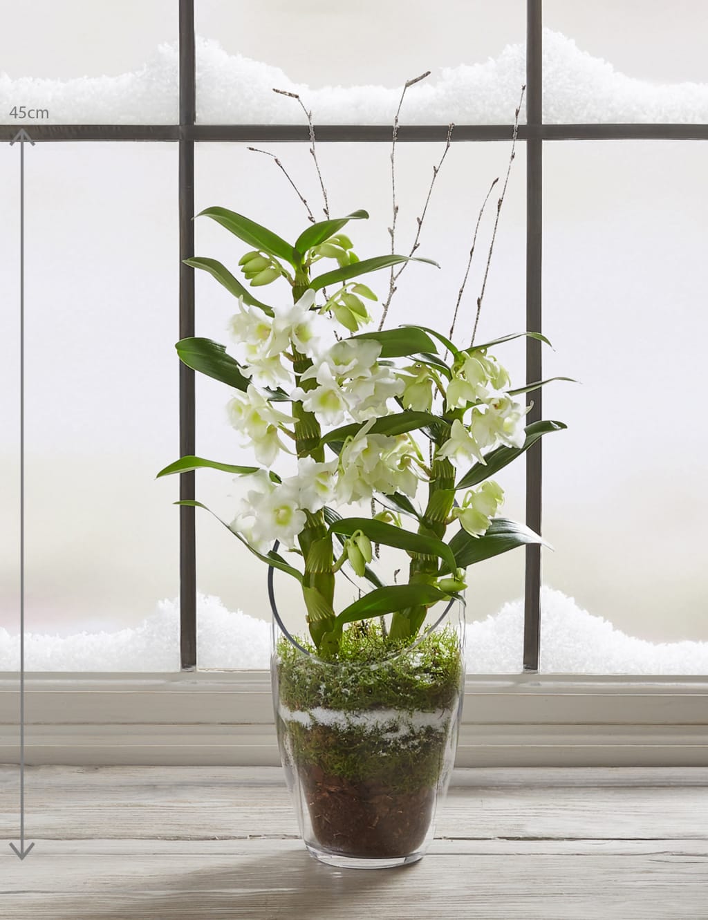 Marks And Spencer Orchid In Glass Jar Online