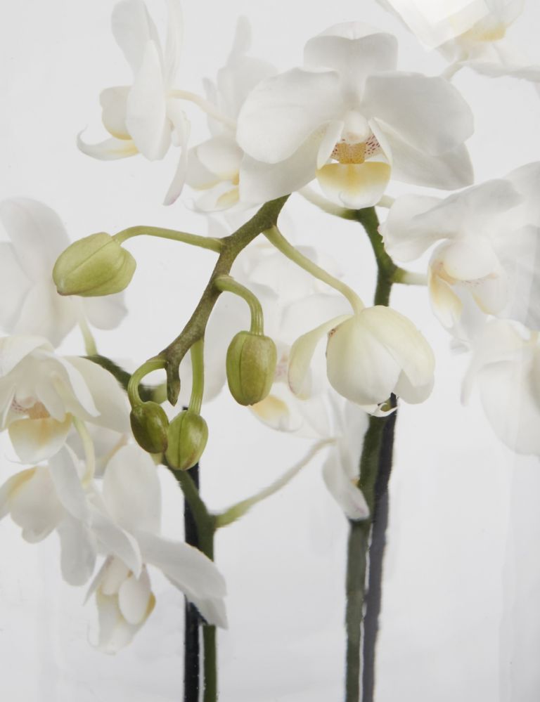 Christmas White Orchid Cloche 4 of 5