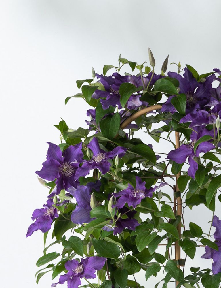 Clematis - Sacha 5 of 6