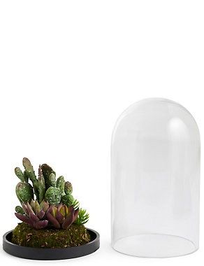 Cloche Succulents Terrarium Image 2 of 3