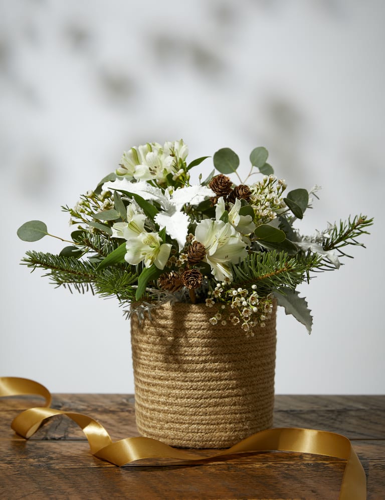 M and s xmas flowers sale