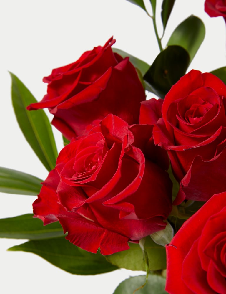 Freedom roses shop