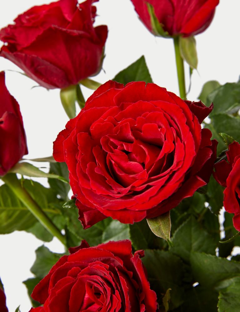 Dozen Red Rose Bouquet & Chocolate Gift 4 of 6