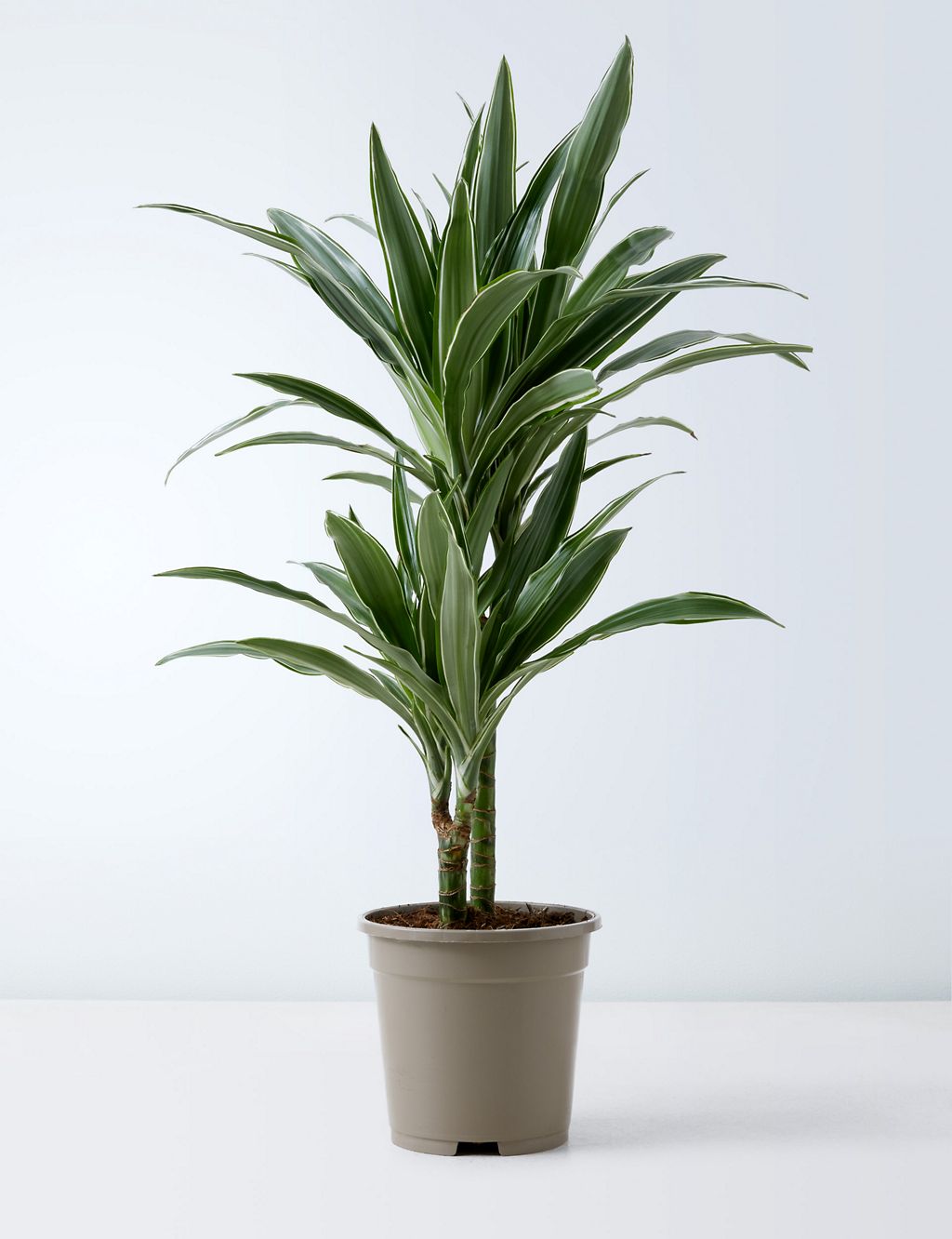 Draecana Plant 1 of 5