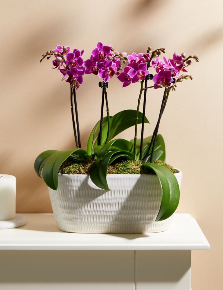 Duo Purple Phalaenopsis Orchid Planter 1 of 4