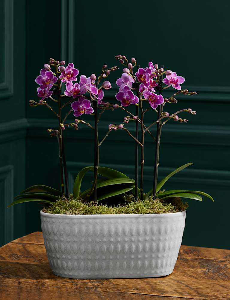 Duo Purple Phalaenopsis Orchid Planter 1 of 4