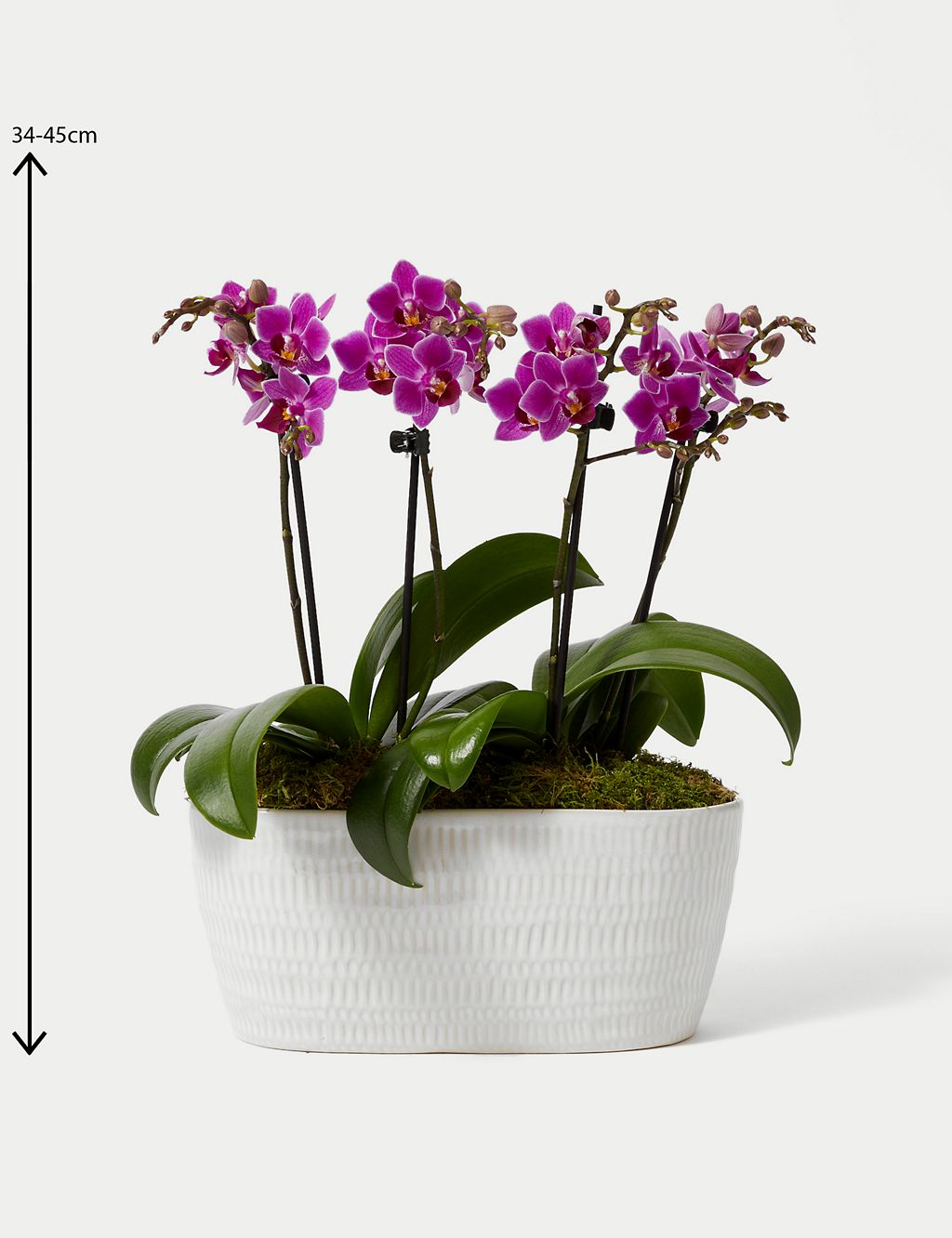 Duo Purple Phalaenopsis Orchid Planter 4 of 4