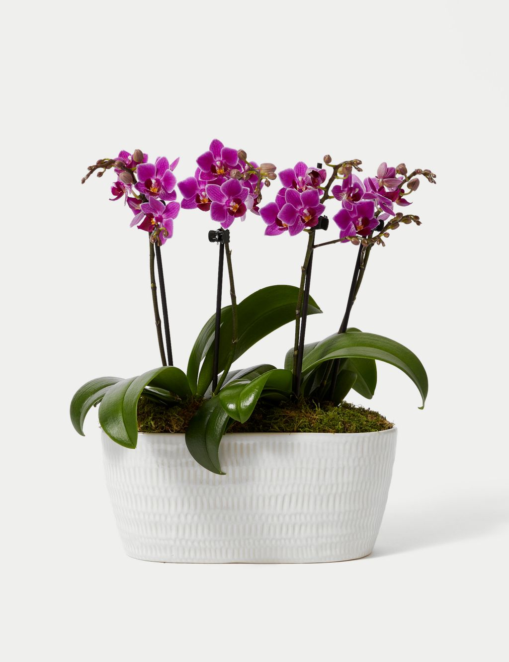 Duo Purple Phalaenopsis Orchid Planter 1 of 4