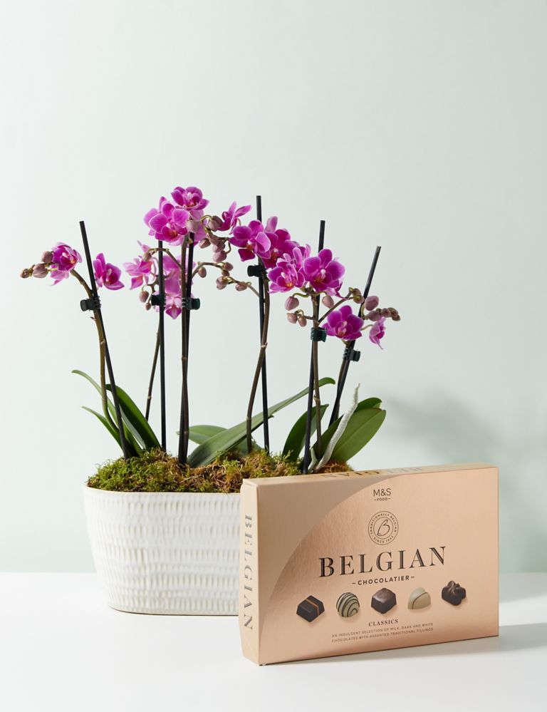 Duo Purple Phalaenopsis Planter & Belgian Chocolates Bundle 1 of 5