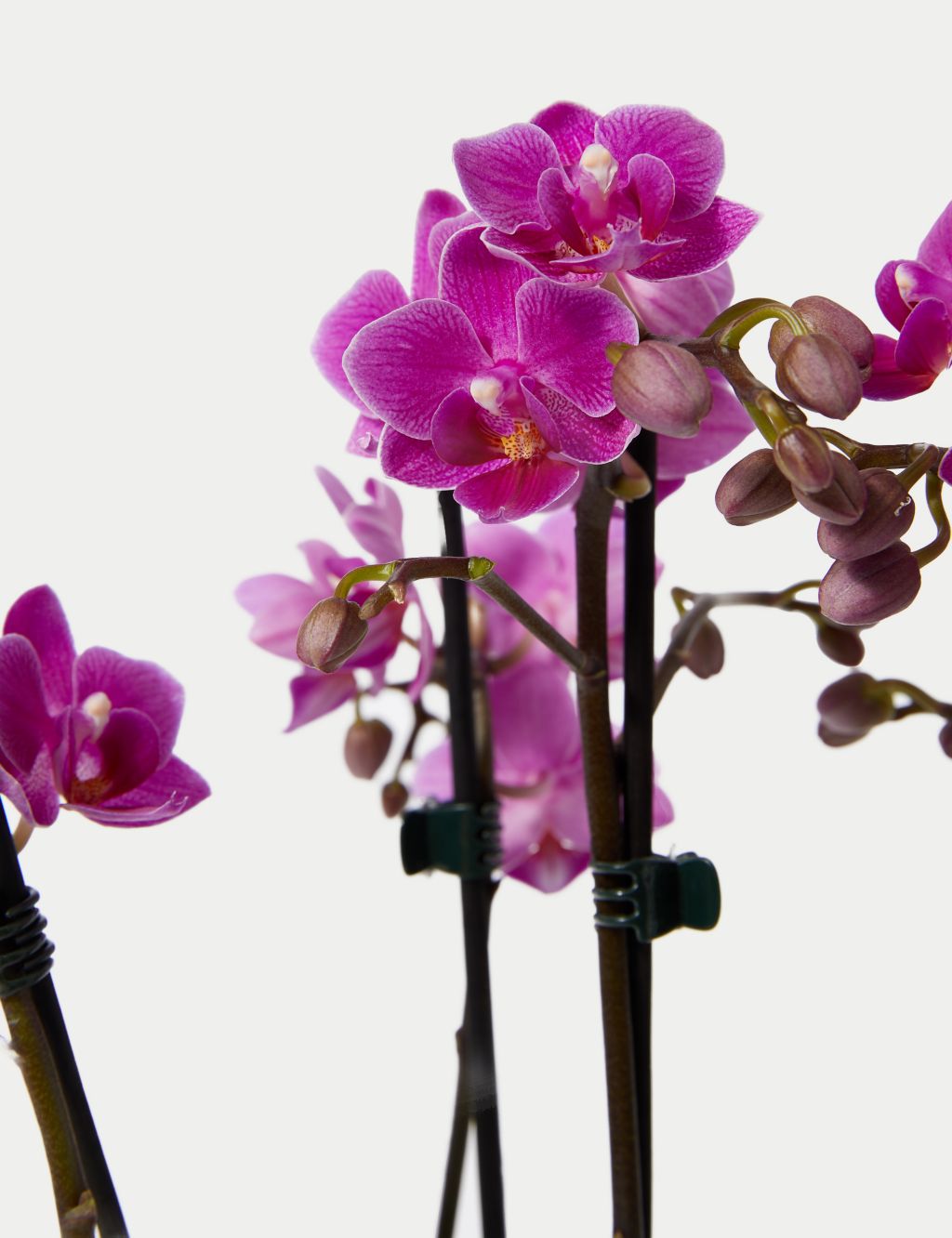 Duo Purple Phalaenopsis Planter & Belgian Chocolates Bundle 2 of 5