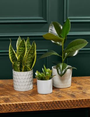 Green Plants