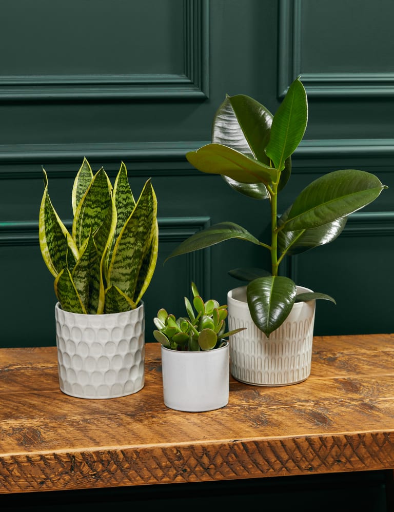 M&s plants deals