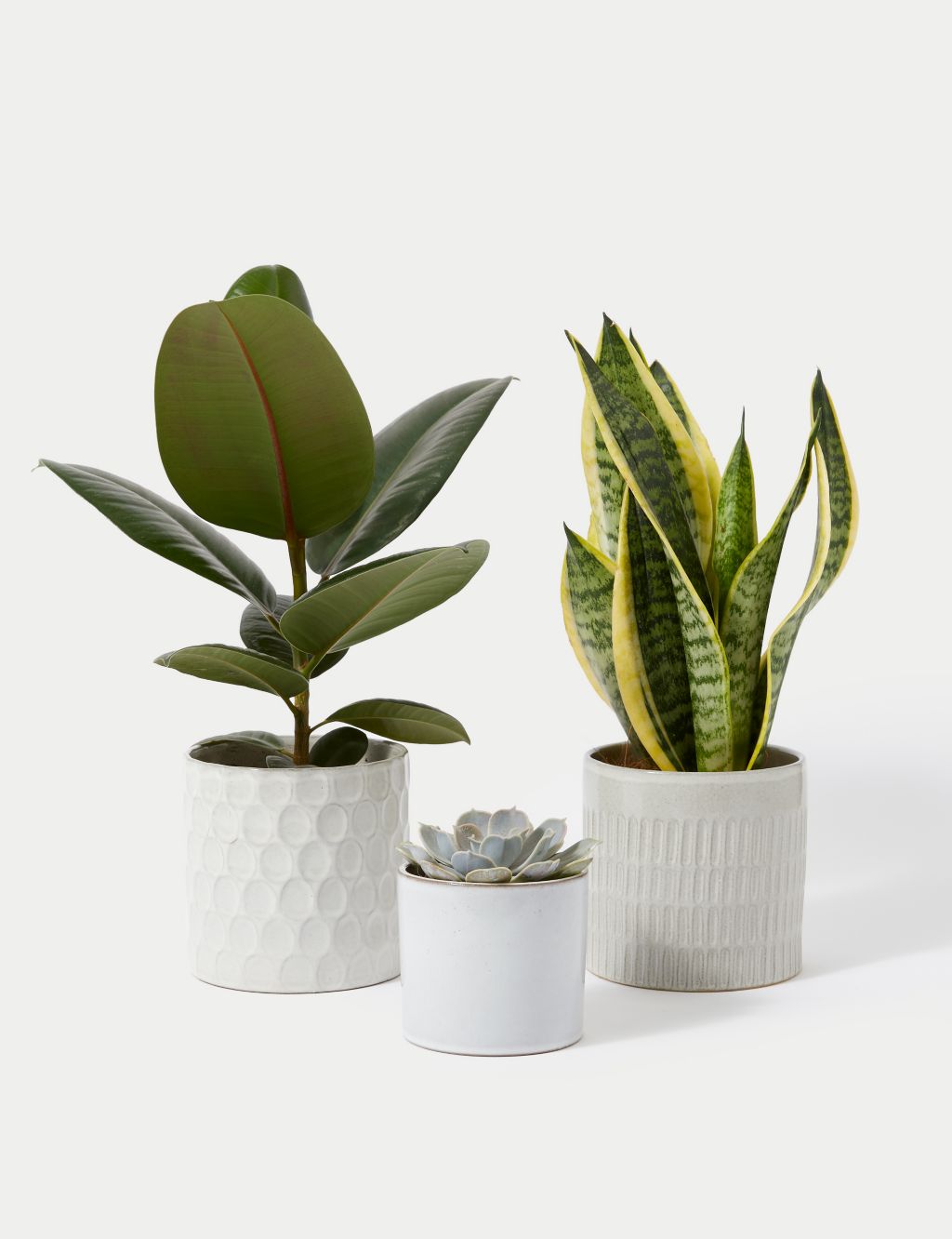 Easy Care Green Plant Bundle 1 of 5