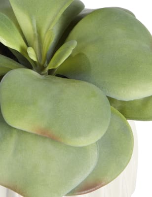 Elephant Ear Succulent in Ceramic Pot | M&S