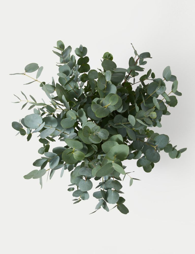 Eucalyptus Abundance Bouquet | M&S