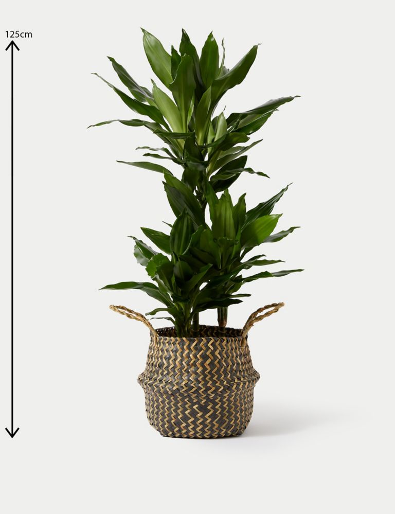 Extra Large Dracaena Plant with Woven Basket 4 of 4