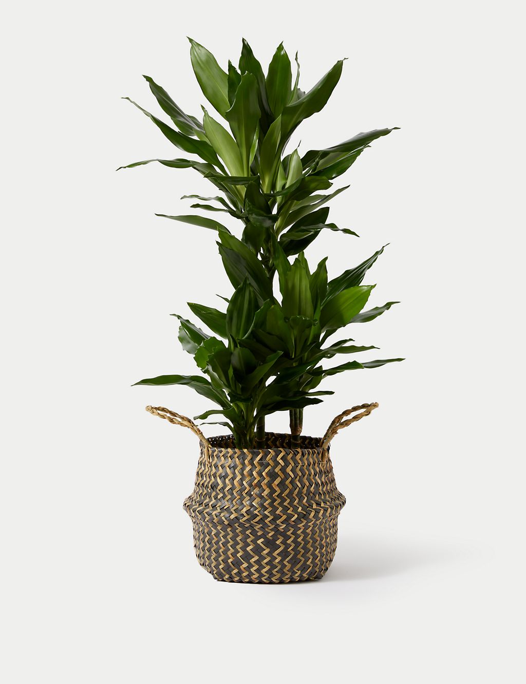 Extra Large Dracaena Plant with Woven Basket 1 of 4