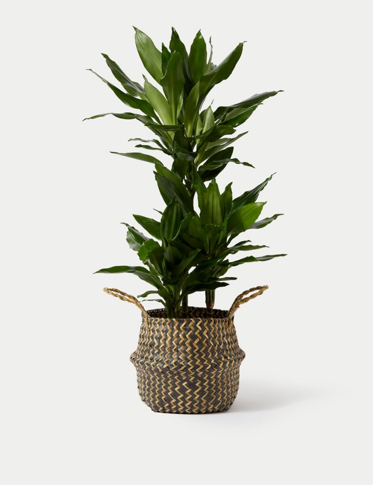 Extra Large Dracaena Plant with Woven Basket 2 of 4