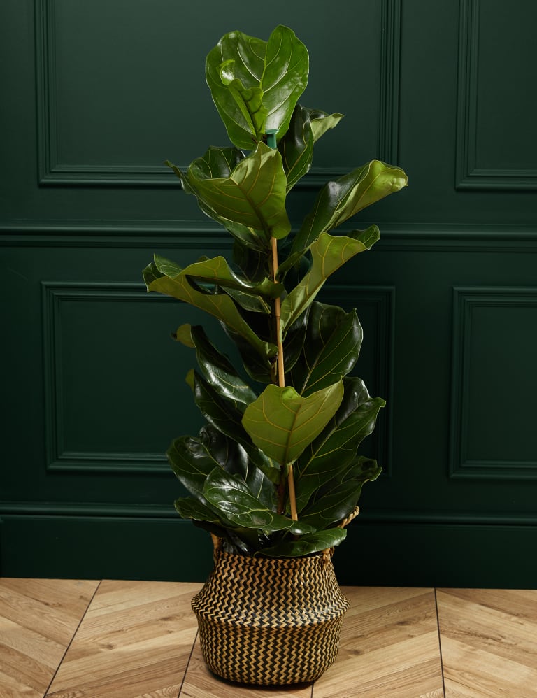 Extra Large Fiddleleaf Fig in Basket M&S