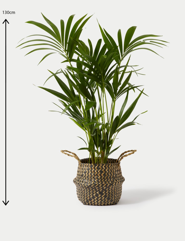 Extra Large Palm Plant with Basket M S