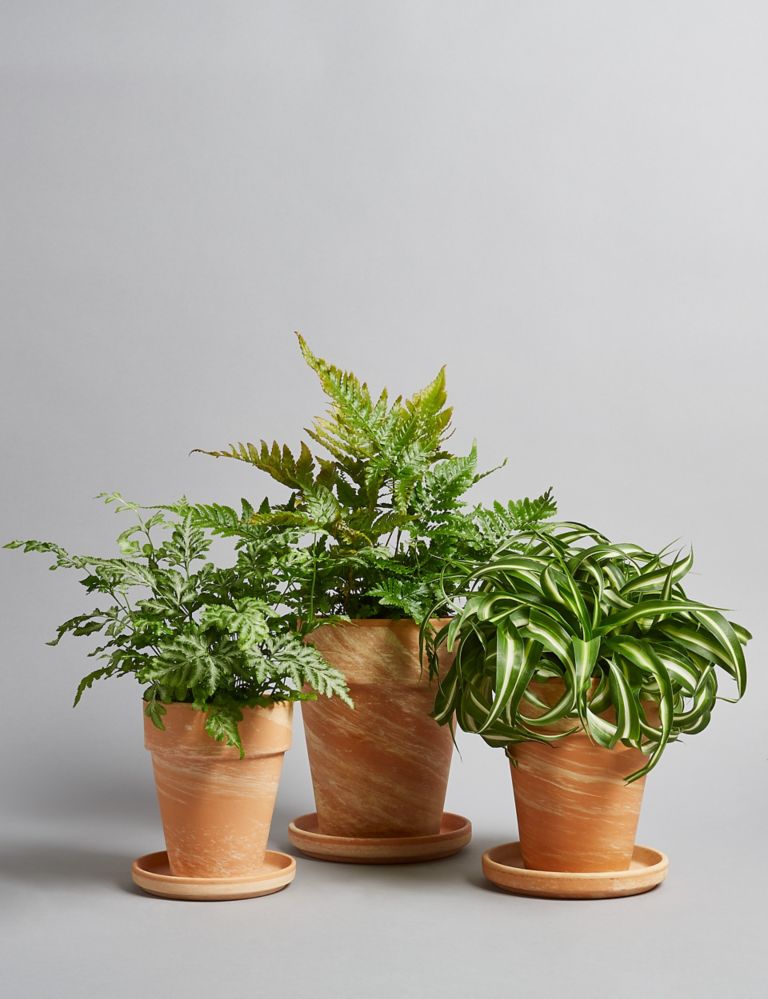 Fern Plant Terracotta Trio 1 of 5