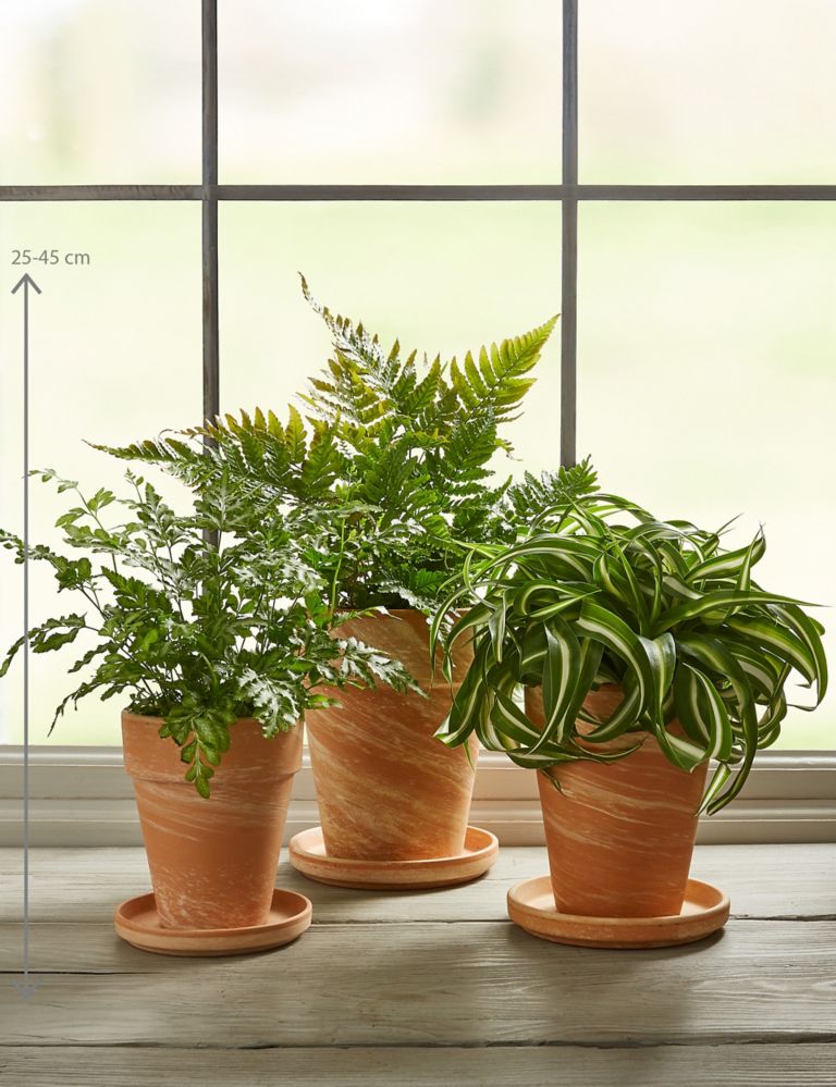Fern Plant Terracotta Trio 3 of 5