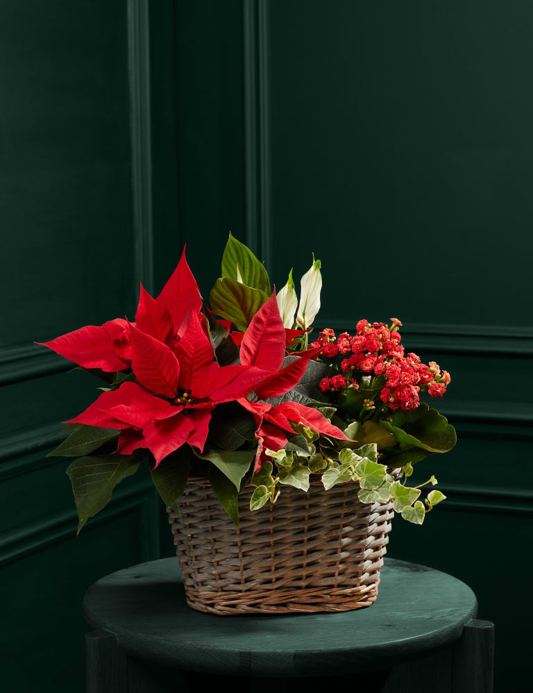Xmas flower 2025 baskets