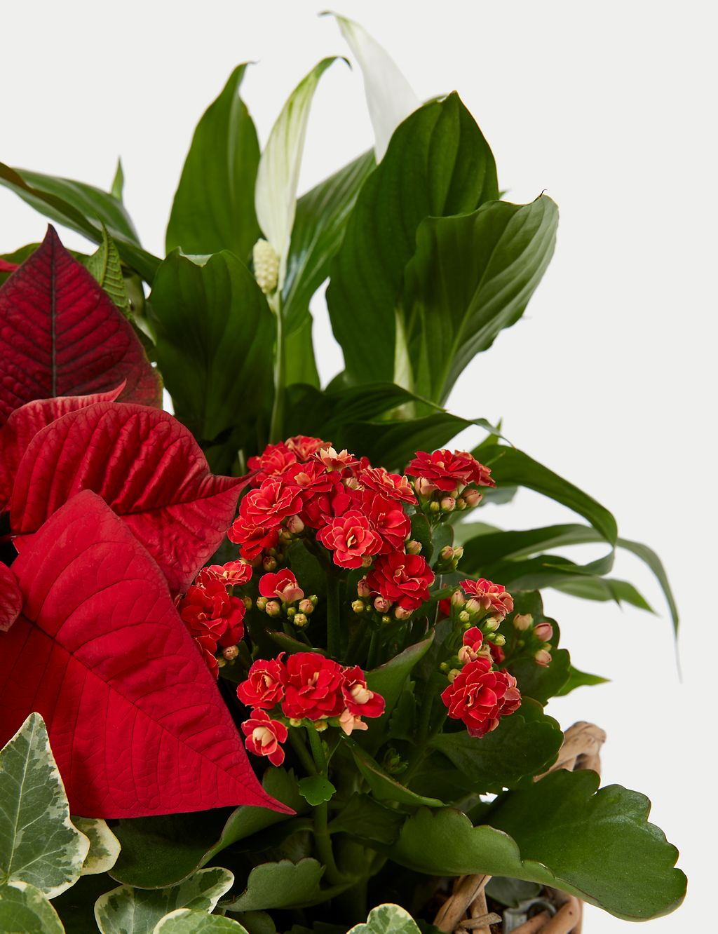 Festive Planted Basket with Poinsettia 2 of 4