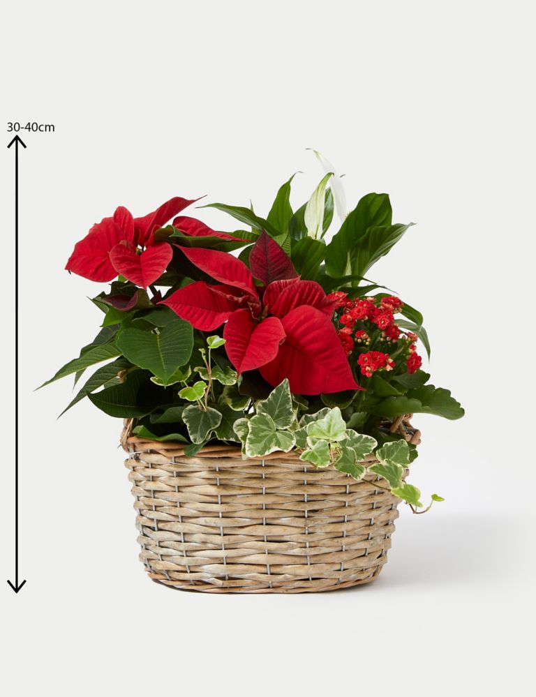 Festive Planted Basket with Poinsettia 4 of 4
